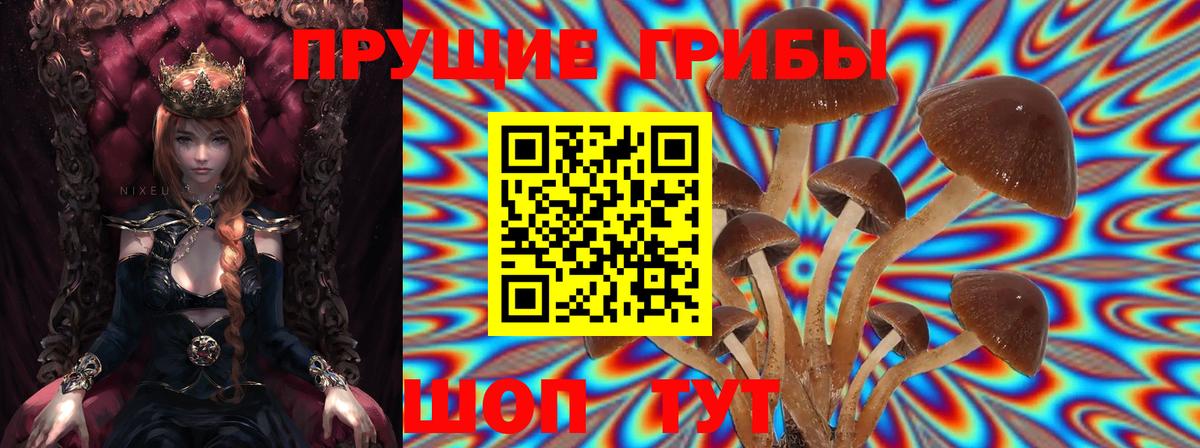 Галлюциногенные грибы Psilocybine cubensis Рассказово